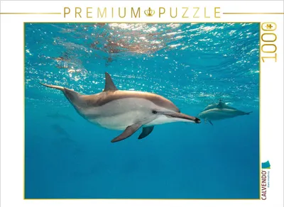 Produktbild von CALVENDO Puzzle Delfin | 1000 Teile Lege-Größe 64x48cm Foto-Puzzle für glückliche Stunden