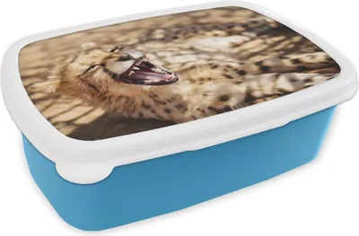 Produktbild von KitchenYeah® Lunchbox Brotzeit Brotdose 17x11 cm Gepard - Tier - Nahaufnahme Kinder Brotzeitdose - Lunch - Kunststoff  - Brotbüchse - Sandwichbox - Lunchbox für Kinder