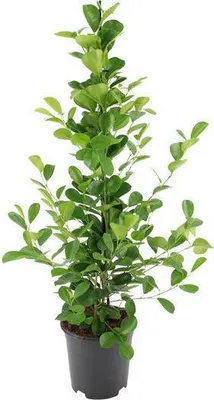 Obrázek produktu pro Cínská fíkovník Ficus microcarpa Moclame 95, výška 105cm, prumer 21cm, pokojová