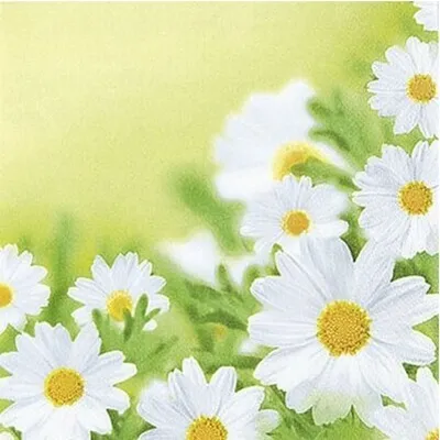 Produktbild von 20 kleine Cocktailservietten White Daisies - Hübsches Margeritenfeld 25x25cm