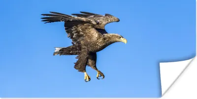Produktbild von MuchoWow® Poster Europäischer Seeadler am blauen Himmel 40x20 cm - Poster für die Wand - Poster Schlafzimmer