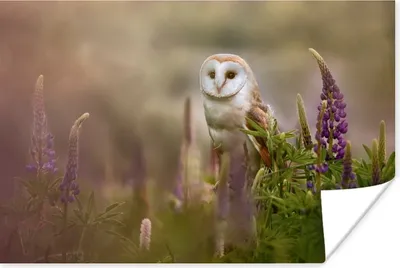 Produktbild von MuchoWow® Poster Eule - Blumen - Vogel 180x120 cm - Fotoplakat