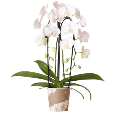Zdjęcie produktu dla Hummingbird Orchids - White Phalaenopsis Orchid - Niagara Fall - rozmiar doniczki 12 cm - swiezy od producenta