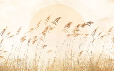 Produktbild von Komar Fototapete Natur-motiv Sandbeige - 611233 - 400 x 250 cm