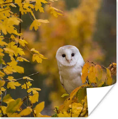 Produktbild von MuchoWow® Poster Vogel - Eule - Herbst 100x100 cm - Babyzimmer