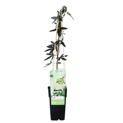 Produktbild von Passiflora caerulea 'Constance Elliot' - ↨65Cm - Ø15