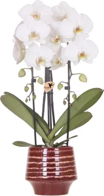 Image de Kolibri Orchids | Orchidée blanche Niagara Falls + cache-pot Moonstone bordeaux – taille du pot Ø12cm | plante d'intérieur fleurie – fraîchement livrée par le producteur