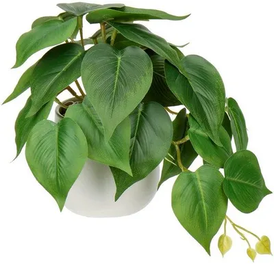 Imagen del producto de Planta colgante de filodendro de cerámica, ideal para decorar salones, baños y cocinas