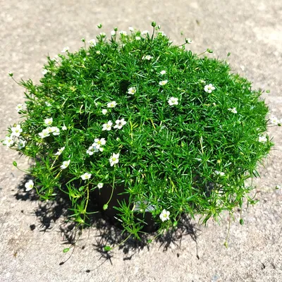 Obrázok produktu pre 6 ks Sagina subulata 'Lime Moss' | Kvetináč 9x9 cm