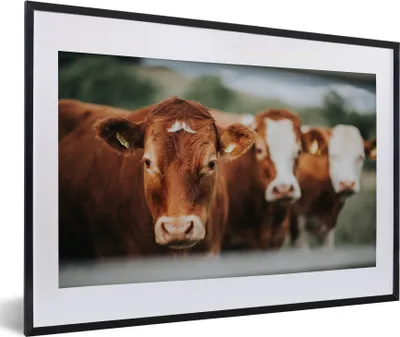 Produktbild von MuchoWow® MuchoWow® Gerahmtes Poster Kühe - Gras - Zaun 60x40 cm - Poster mit zchwarzem Bilderrahmen - Schlafzimmer - Plakat in Rahmen - Drucken