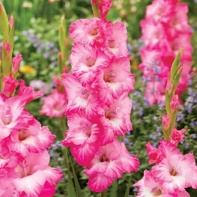 Obrázok produktu pre Fialový kráľ Veľkokvetý gladiolus 5 ks cibúľ gladiolusov