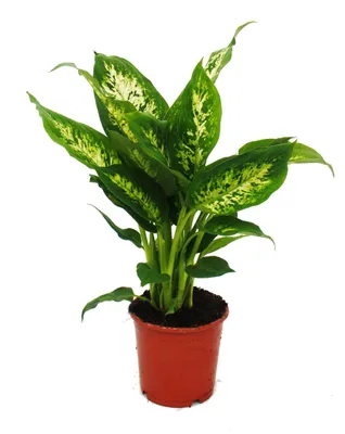 Produktbild von Exotenherz – Dieffenbachia „Compacta“ – 1 Pflanze – pflegeleichte Zimmerpflanze – luftreinigend – 12-cm-Topf
