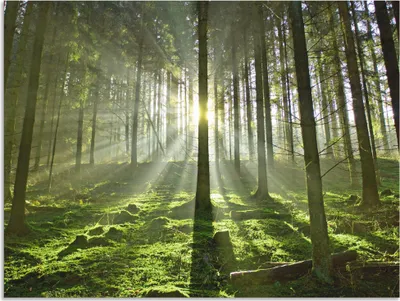 Produktbild von ARTland Wandbild Alu für Innen & Outdoor Wald im Gegenlicht Größe: 60x45 cm
