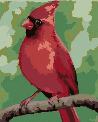 Produktbild von Zuty - Malen nach Zahlen - ROTER VÖGELCHEN (MYROSLAVA VOLOSCHUK), 40x50 cm, mit Keilrahmen (bereits gespannt)