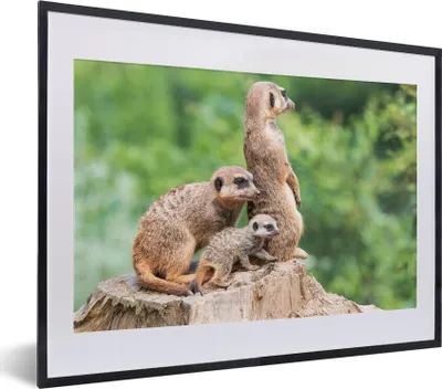 Produktbild von MuchoWow® MuchoWow® Gerahmtes Poster Erdmännchen - Baumstumpf - Jungtier 40x30 cm - Poster mit zchwarzem Bilderrahmen - Bilderrahmen - Poster im Rahmen