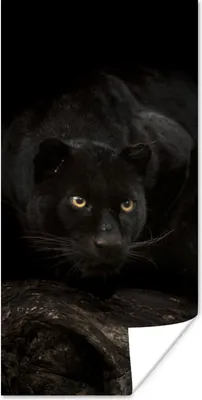 Produktbild von MuchoWow® Poster Panther - Wald - Augen 20x40 cm - Plakat - Foto