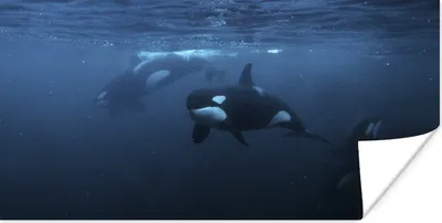 Produktbild von MuchoWow® Poster Orcas unter Wasser 40x20 cm - Poster für die Wand - Poster Schlafzimmer