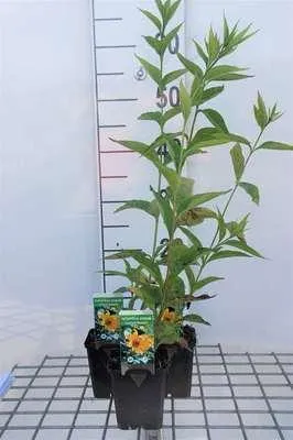 Produktbild von 6 x  Helianthus hybr. 'Lemon Queen' - Sonnenblume - Topf 9 x 9 cm