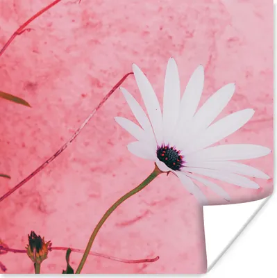 Produktbild von MuchoWow® Poster Blumen - Rosa - Vintage 50x50 cm - Wohnzimmerdekoration