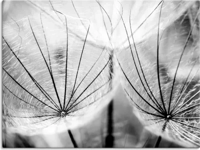 Produktbild von ARTland Leinwandbild Pusteblume in schwarzweiß Größe: 40x30 cm