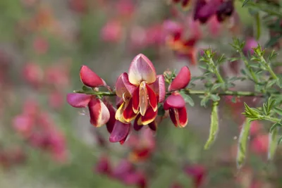 Produktbild von Cytisus scoparius 'Red Wings', Besenginster, rot, 60–80 cm