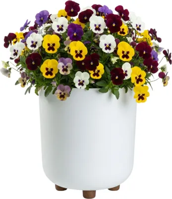 Obrázek produktu pro HowHomely | Květináč – květinový truhlík s nožičkami – 27 x 24 cm – bílý – z recyklovaného materiálu – květináč – snadná údržba