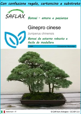 Immagine prodotto di SAFLAX Set regalo - Ginepro cinese - 30 semi - Juniperus