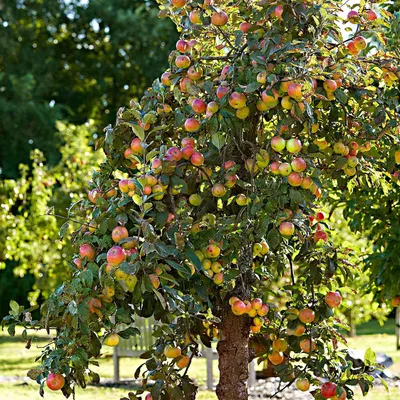 Produktbild von Bakker.com - Apfelbaum 'Elstar', Der topf / 1.5L / Lieferhöhe 50-60cm