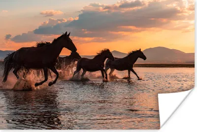 Produktbild von MuchoWow® Poster Pferde auf dem Wasser in der Türkei 120x80 cm - Bilder