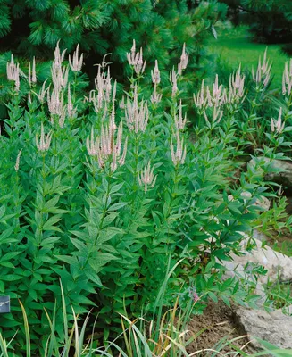 Produktbild von Veronicastrum virginicum 'Lavendelturm', ca. 11x11 cm Topf, lavendelblau