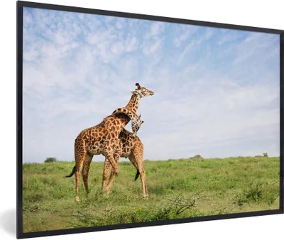 Produktbild von MuchoWow® Gerahmtes Poster Zwei Giraffen in den Savannen des Serengeti-Nationalparks in Afrika 30x20 cm - Poster mit Schwarzem Bilderrahmen Wandposter Rahmen Foto Bilder - Kunstdruck - Bild-Poster