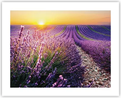 Produktbild von Poster - Poster ohne Rahmen - Feld Lavendel Sonne - 50x40 cm - Wand Bild - Wanddeko - Wandbilder - Kunstposter - Wandposter - Bilder - Kunstdruck - Wanddekoration - Wandbild - P2XAA50x40-4703