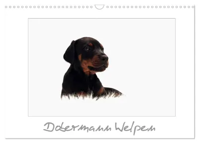 Produktbild von Dobermann Welpen (Wandkalender 2027 DIN A3 quer), CALVENDO Monatskalender