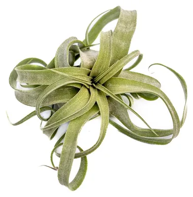 Obrázek produktu pro Gardners Tillandsia Strepthophylla