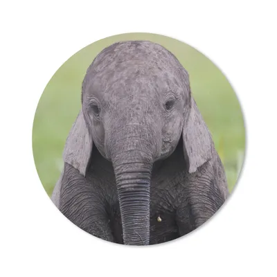 Produktbild von MuchoWow® Mauspad Mousepad Elefant - Baby - Tiere - Gras - Natur 50x50 cm - Mousepads - Maus Mat - Pad - Mausunterlage - Vinyl