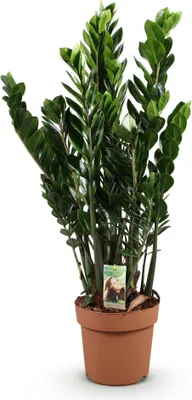 Image de Zamioculcas (plante ZZ) 80-90cm, pot de 21cm : plante d'intérieur robuste et
