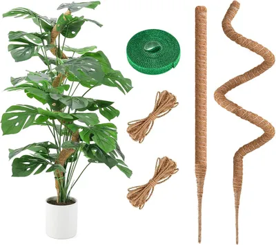 Obrázok produktu pre Monstera Kletterhilfe, 120 cm, Sada 2, Prírodné kokosové vlákna, pre izbové rastliny