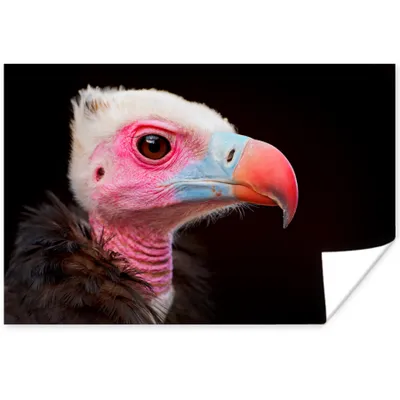 Produktbild von MuchoWow® Poster Geier - Vogel - Schnabel 120x80 cm - Bilder
