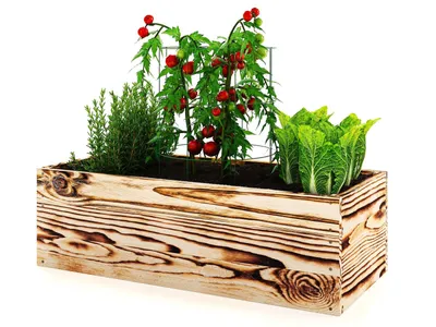 A wooden raised garden bed filled with plants, including tomatoes, herbs, and lettuce, against a white background.