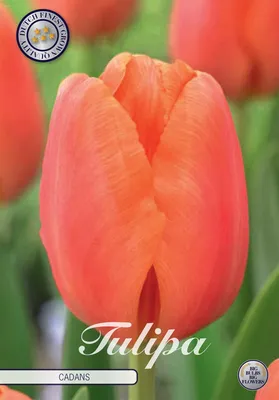 Artikelbild 2 von 'Tulpe Cadans (10 Stück)' aus der Kategorie Tulpenzwiebeln