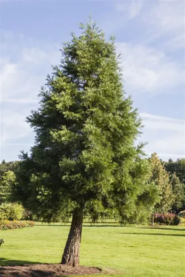 Produktbild von Sequoiadendron giganteum, Bergmammutbaum, 50–60 cm