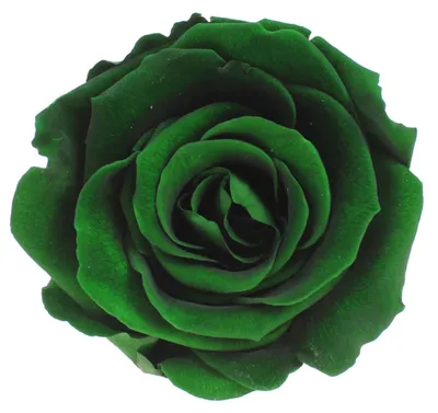 Produktbild von Infinity Rose L Ø5cm konserviert stabilisiert haltbar Rosenkopf ewige Rosenblüte 1 St. Dunkelgrün (gre02)