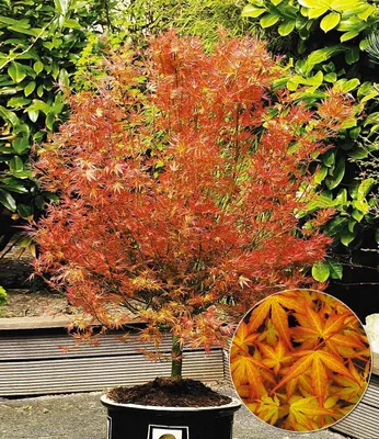 Produktbild von BALDUR Garten Japanischer Ahorn 'Katsura', 1 Pflanze, Acer palmatum Ahornbaum winterhart, pflegeleicht, Acer palmatum, Fächerahorn, Zierstrauch, Ahorn-Rarität