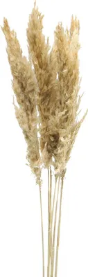Produktbild von Trockendeko Pampasgras gebleicht 70-75cm 6 Stängel - Hochwertig und Langlebig, 6 Stück