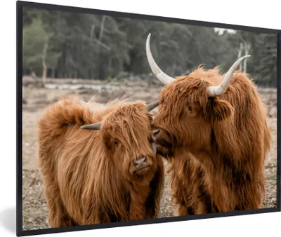 Produktbild von MuchoWow® MuchoWow® Gerahmtes Poster Schottisches Hochlandrind - Tiere - Wald 90x60 cm - Poster mit zchwarzem Bilderrahmen - Fotorahmen - Foto-Plakat