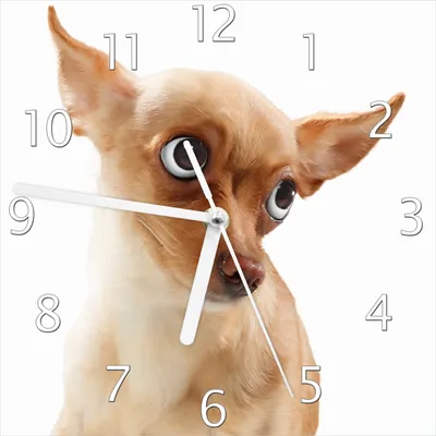 Produktbild von Wallario Design Wanduhr Lustiger Hund mit fliegenden Ohren aus Echtglas, Größe 20 x 20 cm