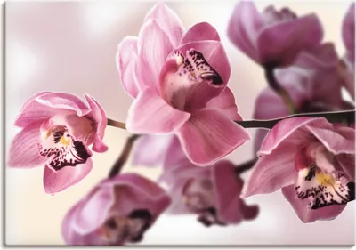 Produktbild von ARTland Leinwandbild Rosa Orchidee Größe: 100x70 cm