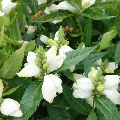 Produktbild von 6 x Schlangenkopf  - Chelone obliqua 'Alba'  | Topf 9cm x 9cm