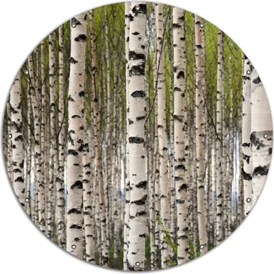 Produktbild von Wallario rundes Outdoor-Poster für Garten oder Balkon, Motiv Birkenwald - Baumstämme in schwarz weiß, 120 cm Durchmesser