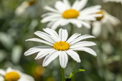 Zdjęcie produktu dla Leucanthemum x superbum 'Gruppenstolz', stokrotka, biała, doniczka ok. 9x9 cm